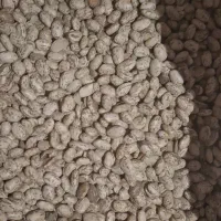 لوبیا چیتی ارتشی|خوردنی و آشامیدنی|شهرکرد, |دیوار