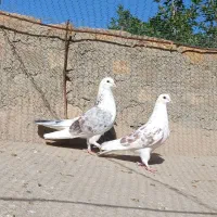 نر و ماده