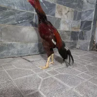 خروس لاری|حیوانات مزرعه|بهارستان, |دیوار