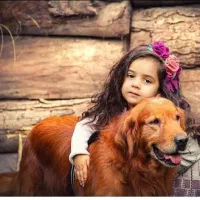 سگ گلدن روتریور اسکاتلندی|سگ|اصفهان, دانشگاه اصفهان|دیوار