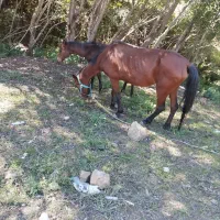 اسب|اسب و تجهیزات اسبسواری|گرمی, |دیوار