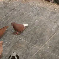 کفتر
