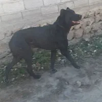 سرابی نسل کوله