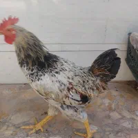 فروش خروس ۷ماهه