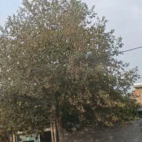 بذر کوهدشت