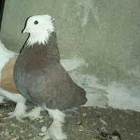 کفتر گم شده جمعه