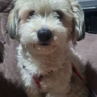 سگ پا کوتاه خونگی بنی آقا بی نهایت آروم