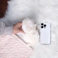 پت فینگیلی|سگ|بندرعباس, |دیوار