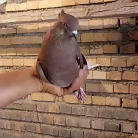 کبوتر|پرنده|خرمشهر, |دیوار