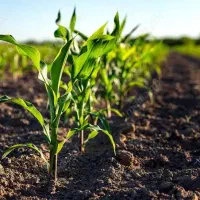 زمین کشاورزی ،مناسب باغ ۵۰۰متری در کافشان فلاورجان