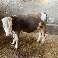 سه تا گوساله نر