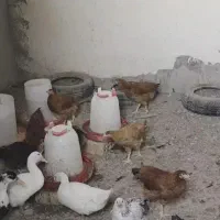مرغ گلپایگان
