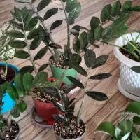 زاموفیلیا بلک ابلق خوشرنگ