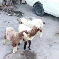 بره|حیوانات مزرعه|اهواز, زیتون کارمندی|دیوار