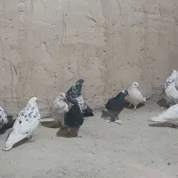 کفتر غریبگیری