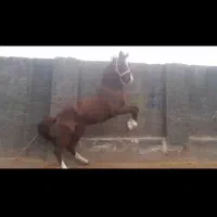 اسب نریان|اسب و تجهیزات اسب‌سواری|قم, پردیسان|دیوار
