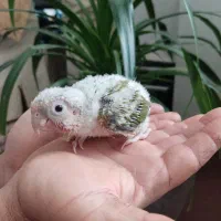 گیرینچیک آناناسی رد