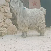 تیربز بهده تخمی روزگاری