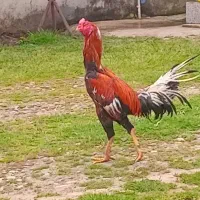 خروس لاری اصیل