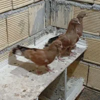 کبوتر کله ای تاپ