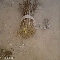 نهال زرشک|گل و گیاه طبیعی|زهان, |دیوار