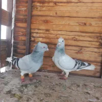 کبوتر  دم سفید