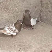 دو جفت کبوتر سینه