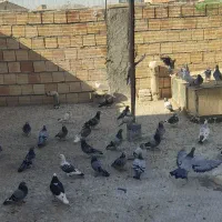 بیست جفت کبوتر پرورشی سالم و جوان|پرنده|میانه, |دیوار