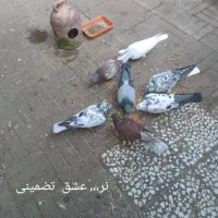فروش کبوتر|پرنده|لنگرود, |دیوار