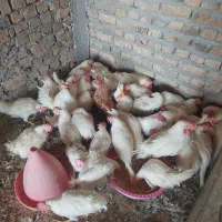 مرغ خروس|حیوانات مزرعه|حمیدیا, |دیوار