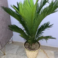 گل طبیعی سیکاس