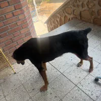 سگ دوبرمن ۱ساله ماده|سگ|دماوند, گیلاوند|دیوار