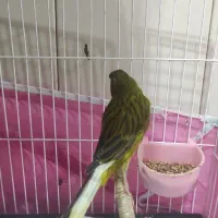 نر و ماده سالم|پرنده|رشت, صفاری|دیوار