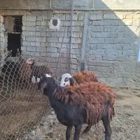 فروش دو راس بره قوچ اصل افشاری بدون عیب و نقص|حیوانات مزرعه|صحنه, |دیوار