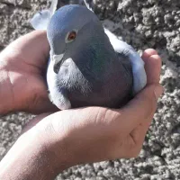 کبوتر سبز|پرنده|کلاله, |دیوار