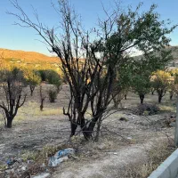 مجموعه قصر سبز زیر نظر جهاد سازندگی|فروش زمین و ملک کلنگی|شیراز, شهرک قمشه|دیوار