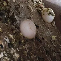 عروس هلندی ماده آماده جفتگیری  با چهار عدد تخم|پرنده|جوادآباد, |دیوار