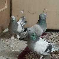 کبوتر نقره ای|پرنده|شهرکرد, |دیوار