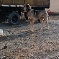 واگذاری سگ پژدر