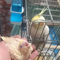 جفت عروس هلندی لوتینو مولد تضمینی