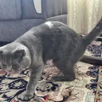 گربه خانگی اسکاتیش خالص|گربه|الوند, |دیوار