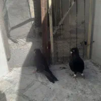 کبوتر صرب|پرنده|باغ ملک, |دیوار