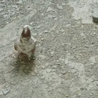 کبوتر نر زرد|پرنده|سراوان, |دیوار