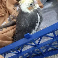 گمشده|حیوانات|زاهدان, |دیوار