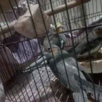 جوجه عروس هلندی نرمه خور .آماده سخنگو کردن