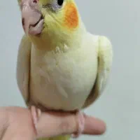 طوطی عروس هلندی|پرنده|دزفول, |دیوار