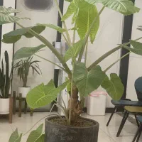 بابا آدم ۱۰ ساله