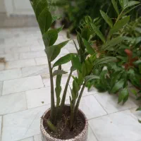 فروش تک وعمده انواع گل و گیاه به قیمت مناسب|خدمات باغبانی و درختکاری|قم, چهل درخت|دیوار