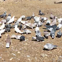 کبوتر پرشی|پرنده|خسروشاه, |دیوار