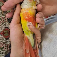 گرینچیک اهلی، سخنگو، با شناسنامه،نر و حلقه پا|پرنده|تبریز, |دیوار